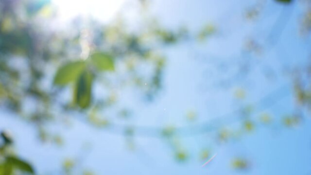4k stock video footage of beautiful blurry defocused spring landscape. Tops of green fresh blooming trees isolated on sunny morning clear blue sky background with back sunlight