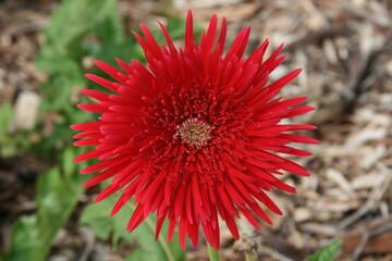 Rote Blume 