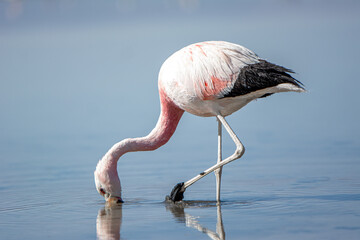 Atacama Desert