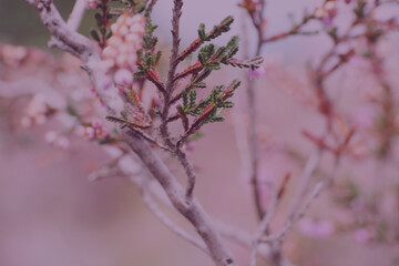 cozy flowers living accessory decorative design female decorative wallpaper background Naturpark Hoge de Veluwe
