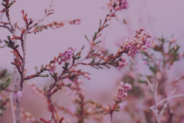 cozy flowers living accessory decorative design female decorative wallpaper background Naturpark Hoge de Veluwe