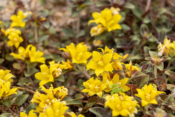 庭に咲いたミッドナイトサン