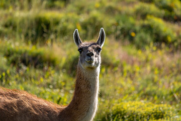 Patagonia Guanaco