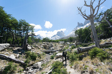 Patagonia Forest