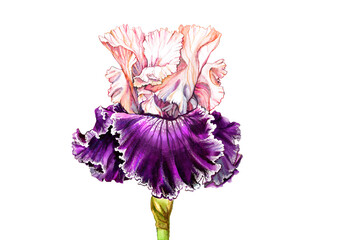 Cute purple iris macro on an isolated white background. Watercolors, colored pencils, pastels. Poster. Wallpaper. Postcard. Invitation. Decor Banner. Printing.