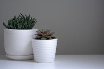 two pots with succulents on a wall background