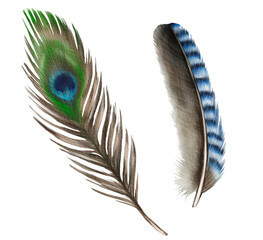 Watercolor feathers isolated on white background. Hand drawn peacock feather