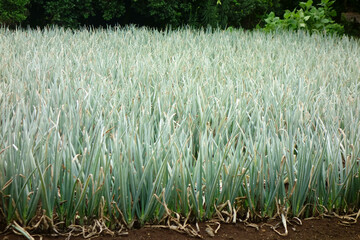 端正に真夏の炎天下に広がる瑞々しいネギ畑、幻想郷