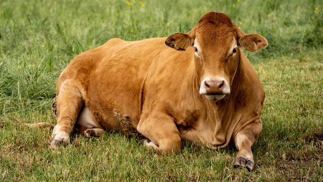Funny animal pictures background - brown cow lies with her herd on a green meadow