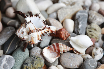 seashells and pebbles piled on the table