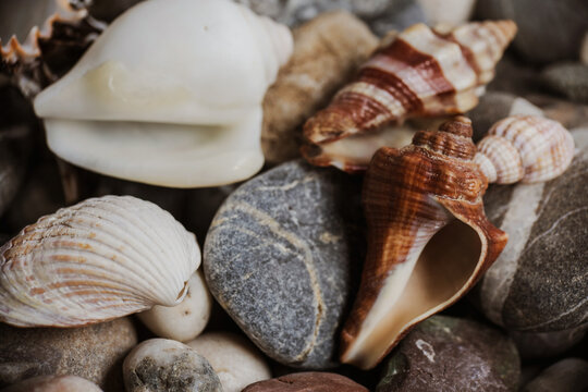 seashells and pebbles piled on the table