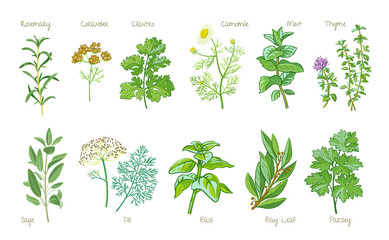 Culinary Herbs