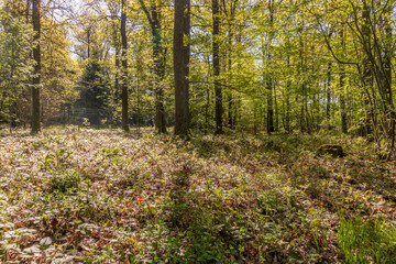 Obraz premium Lichtung im Wald in der Morgensonne