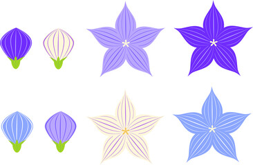 桔梗の花と蕾のイラストアイコンセット