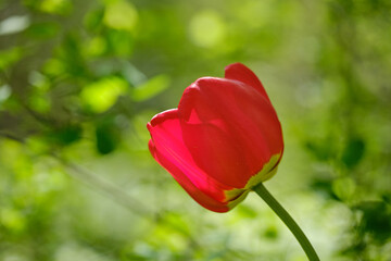 Red Tulip flower close up shot in the garden. On a bright green blured background. spring flowers background