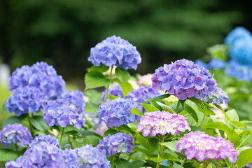 紫陽花のある風景