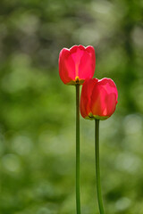 Naklejka premium Two red bright tulips on green background. Symbol of love couple and family. Beautiful flowers blooming in spring on a flower bed in the garden. Green leaves
