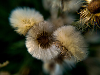 seed of dandelion