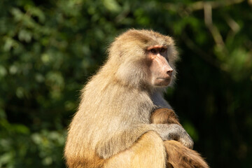 Hamadryas baboon (Papio hamadryas) an adult female Hamadryas baboon suckling a baby with a natural green background