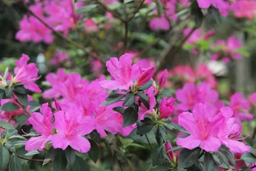 Gordijnen Azalea flowering shrub of azalea japonica, japanese azalea or geisha rosa  © viktor2013