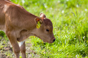 calf in the meadow