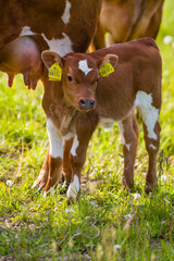 calf in a field © Aleks Jovičić