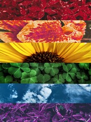 Pride flag in nature