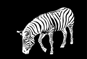 Fototapeta na wymiar Graphical illustration of Zebra on black background, engraved illustration