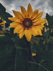 sunflower on the water