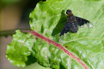 Zickzack-Trauerschweber, (hemipenthes morio)