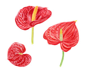 Realistic tropical botanical flowers. Set of tropical red anthurium flowers. Hand painted watercolor illustration isolated on white.
