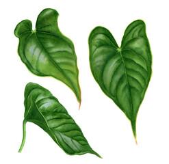 Realistic tropical botanical foliage plants. Set of tropical anthurium leaves. Hand painted watercolor illustration isolated on white.