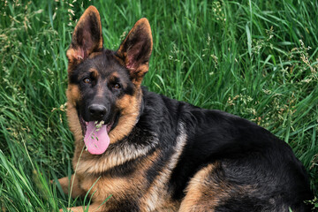 Portrait of charming black and red German Shepherd puppy lying in green grass and smiling with its tongue sticking out. Cute young purebred teen dog. Puppy for desktop screensaver or for puzzle.