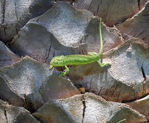 kameleon-6 © onslow18