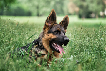 Portrait of charming black and red German Shepherd puppy lying in green grass and smiling with its tongue sticking out. Cute young purebred teen dog. Puppy for desktop screensaver or for puzzle.