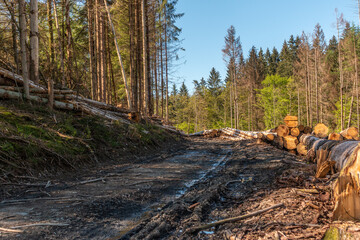Das Werk des Borkenkäfers