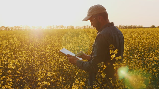 Agronomist Or Farmer Inspecting Canola Field
