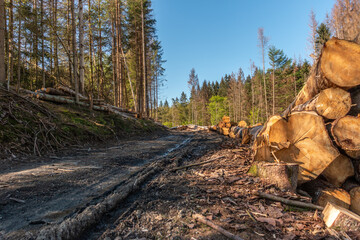 Das Werk des Borkenkäfers