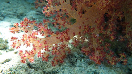 Beautiful coral reefs of the Red Sea.