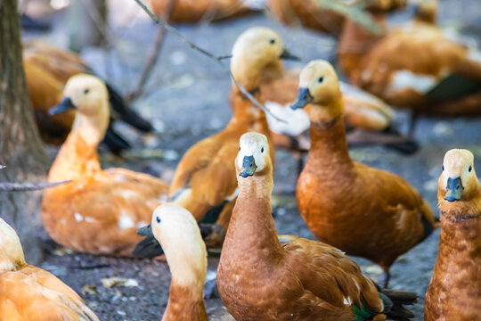 Brown Ducks Near The Lake