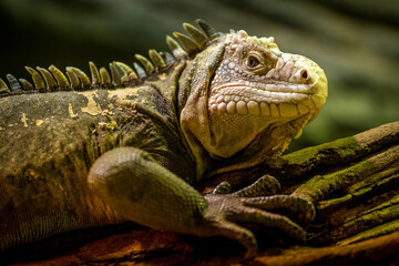 lesser antillean iguana portrait in nature