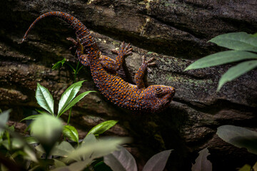 giant gecko on a rock - 437247765