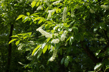 Ujęcie na kwitnące drzewo w parku. 03.06.2021 15:30 © Michał S