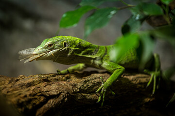 Green tree monitor eating Grasshopper