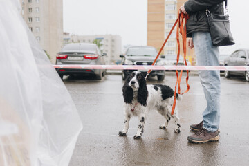 Man walking his dog in rainy weather in the city. He keeps the dog on a leash. Cute spaniel