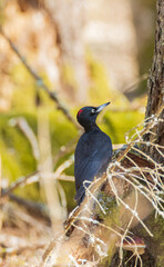 Black Woodpecker (Dryocopus martius) in forest