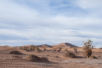 Fototapeta na wymiar endless expanses of the Sahara huge sand dunes at dawn of sunrise 