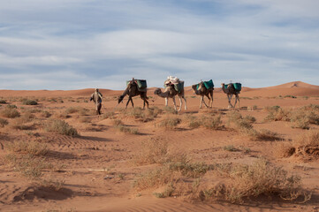 caravan of cargo camels crosses the endless sahara desert at dawn