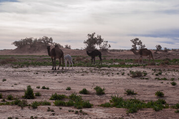 wild camel family with cubs in the El Gouera desert in the Sahara