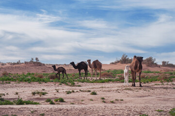 wild camel family with cubs in the El Gouera desert in the Sahara